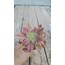 Aeonium leucoblepharum 5,5 cm saksılı sukulent