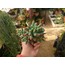 Sedum pachyphyllum
5,5 cm saksılı sukulent
