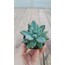 Pachyphytum hookeri 5,5 cm saksılı sukulent