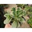 Aeonium haworthii 9 cm saksılı sukulent