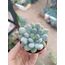 Pachyveria clavifolia 5,5cm saksılı sukulent