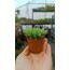 Hawortia cooperi 5,5 cm saksılı sukulent