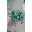 Sedum dasyphyllum minor 5,5 cm saksılı sukulent