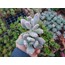 Pachyphytum glutinicaule 5,5 cm saksılı sukulent