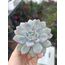 Echeveria apus 5,5 cm saksılı sukulent