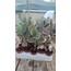 Kalanchoe fedtschenkoi 5,5 cm saksılı sukulent variegata 