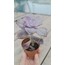 Graptopetalum purple delight 5,5 cm saksılı sukulent