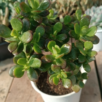 Crassula Ovata Minima,Minik yapraklı para ağacı 12cm saksılı sukulent