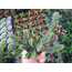 Crassula lycopodioides purpusii
5,5 cm saksılı sukulent