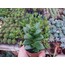 Crassula springtime