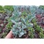 Lampranthus deltoides 5,5 cm saksılı sukulent