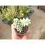 Sedum burrito 5,5 cm saksılı sukulent