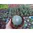 Sempervivum araknoideum

5,5 cm saksılı sukulent 