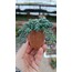 Sedum dasyphyllum minor 5,5 cm saksılı sukulent