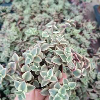 Crassula Marginalis Variegata 5,5cm saksılı sukulent