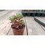 Pembe Sedum 5,5 cm saksılı sukulent (sedum rubrotinctum)