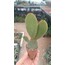 Opuntia mic.(Turuncu dikenli)5,5 cm saksılı kaktüs