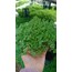Cimcime Helxine soleiroli 12cm saksılı bitki