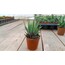 Hawortia Zebra 5,5 cm saksılı sukulent