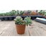 Echeveria prolificia 5,5 cm saksılı sukulent