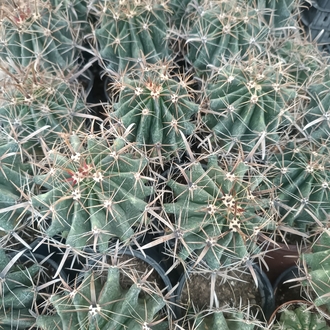 Ferocactus peninsulae 9cm saksılı kaktüs