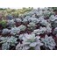 Graptopetalum bernalense
5,5 cm saksılı sukulent