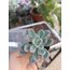 Pachyveria scheideckeri 5,5cm saksılı sukulent