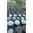 Mammillaria plumosa 9 cm saksılı kaktüs