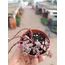 Alacalı Sedum 5,5cm saksılı sukulent sedum makinoi variegata