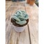 Graptoveria Lovely Rose 5,5 cm saksılı sukulent
