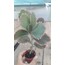 Kalanchoe fedtschenkoi 5,5 cm saksılı sukulent variegata 