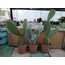 Opuntia 3 lü mini set 5,5 cm saksılı kaktüs