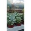 Sedum clavatum 5,5 cm saksılı sukulent