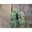Graptopetalum bernalense
5,5 cm saksılı sukulent