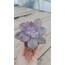 Graptopetalum purple delight 5,5 cm saksılı sukulent