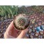 Rebutia fulviseta
5,5 cm saksılı kaktüs