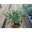 Sedum pachyphyllum
5,5 cm saksılı sukulent