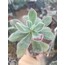 Echeveria pulvinata 5,5 cm saksılı sukulent