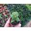 Crassula springtime
