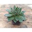 Echeveria agovaides 9 cm saksılı sukulent