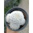 Mammillaria plumosa 9 cm saksılı kaktüs