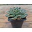 Echeveria apus 9 cm saksılı sukulent 
