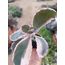 Kalanchoe fedtschenkoi 5,5 cm saksılı sukulent variegata 