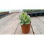 Crassula platyphylla variegata 5,5 cm saksılı sukulent