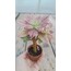 Aeonium leucoblepharum 5,5 cm saksılı sukulent
