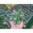 Pachyphytum compactum
5,5 cm saksılı sukulent