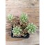 Pembe Sedum 9 cm saksılı sukulent (Sedum rubrotinctum)