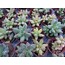 Pachyphytum compactum
5,5 cm saksılı sukulent