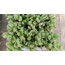 Cotyledon tomentosa 5,5 cm saksılı sukulent (Ayı pençesi)