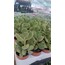 Cotyledon tomentosa 5,5 cm saksılı sukulent (Ayı pençesi)